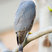 Cooper's Hawk